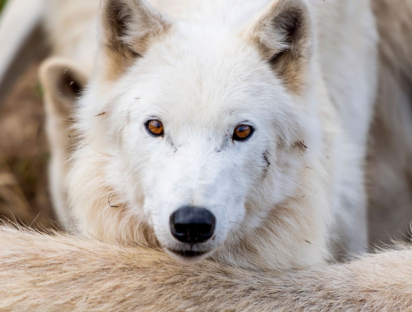 Polarwolf