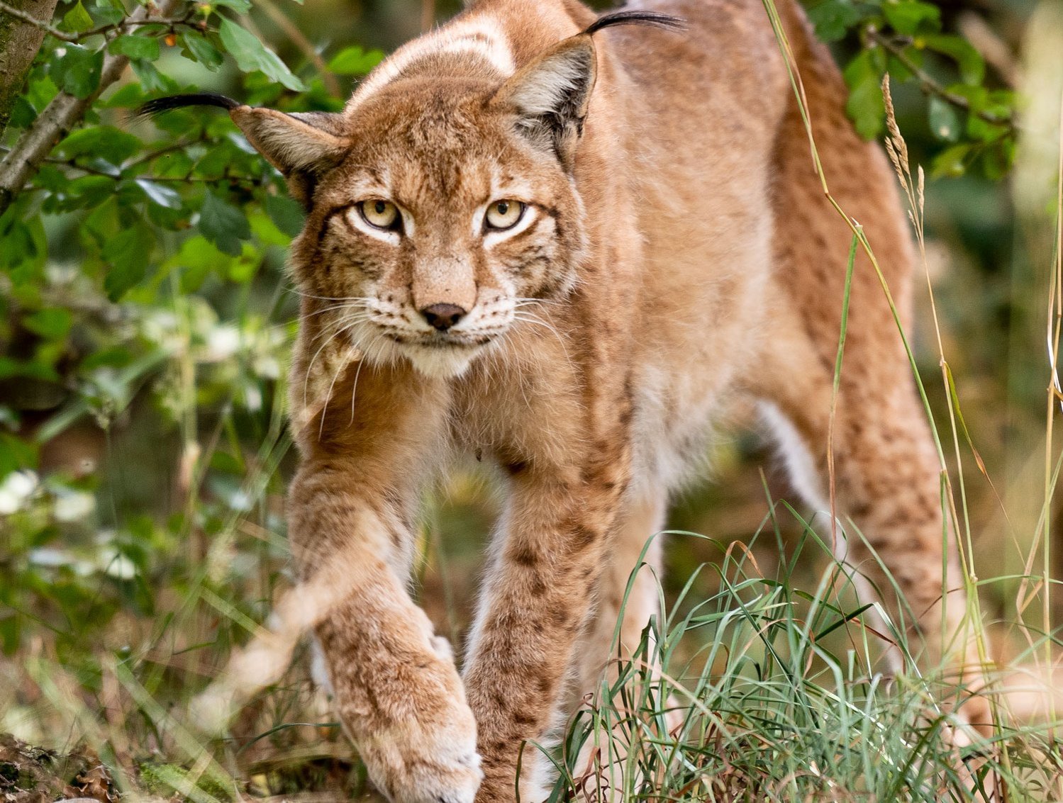 Luchs