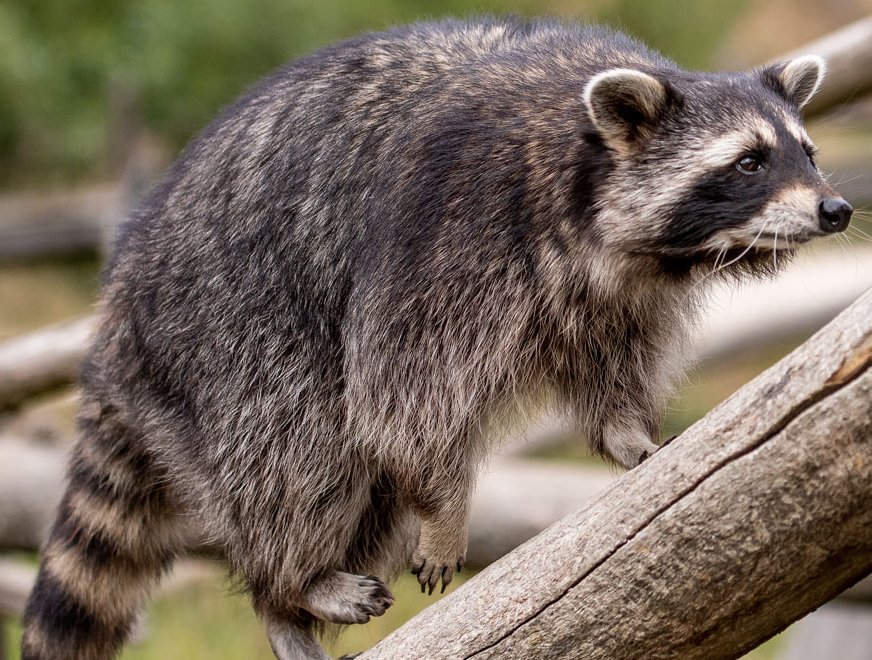 Waschbär