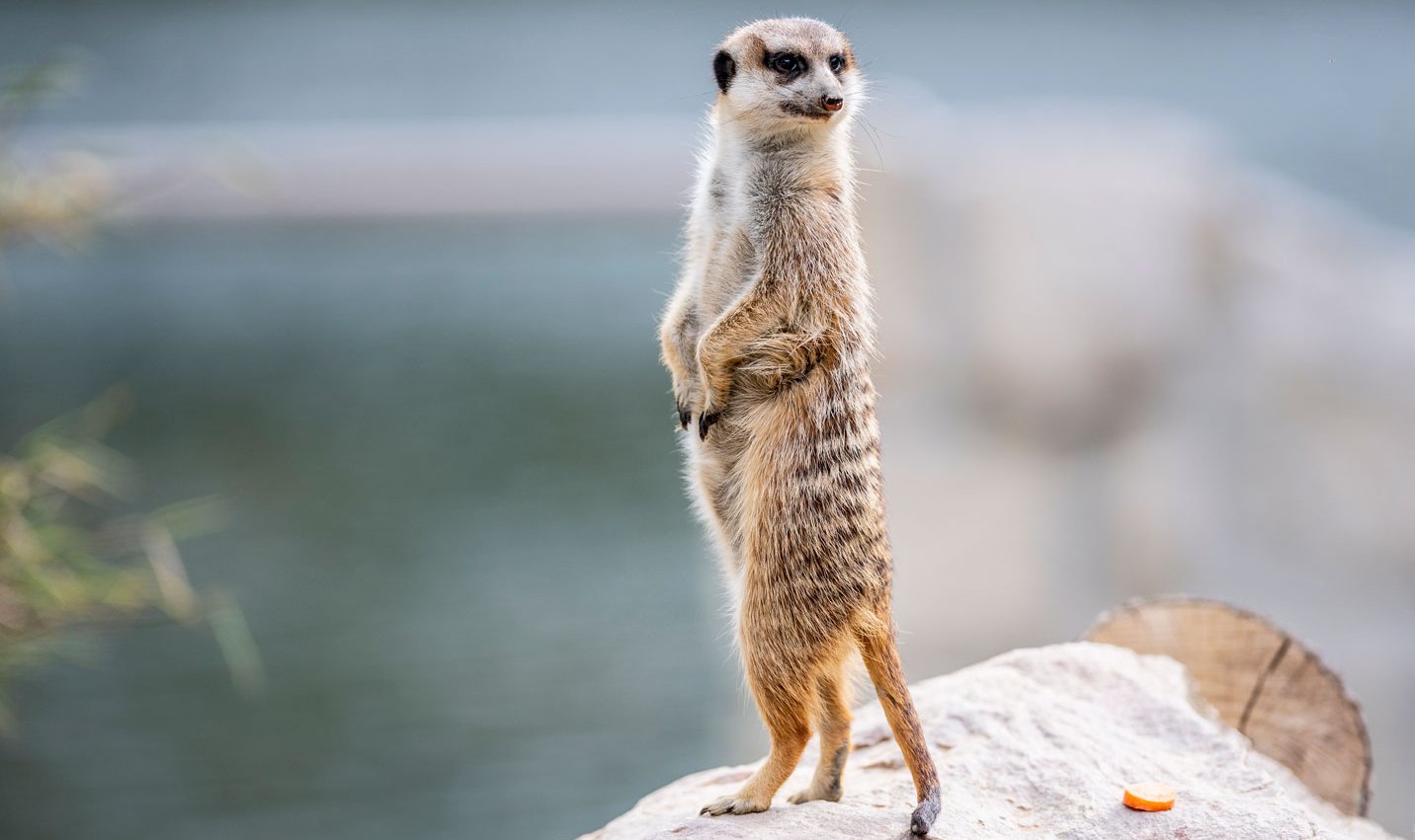 Erdmännchen