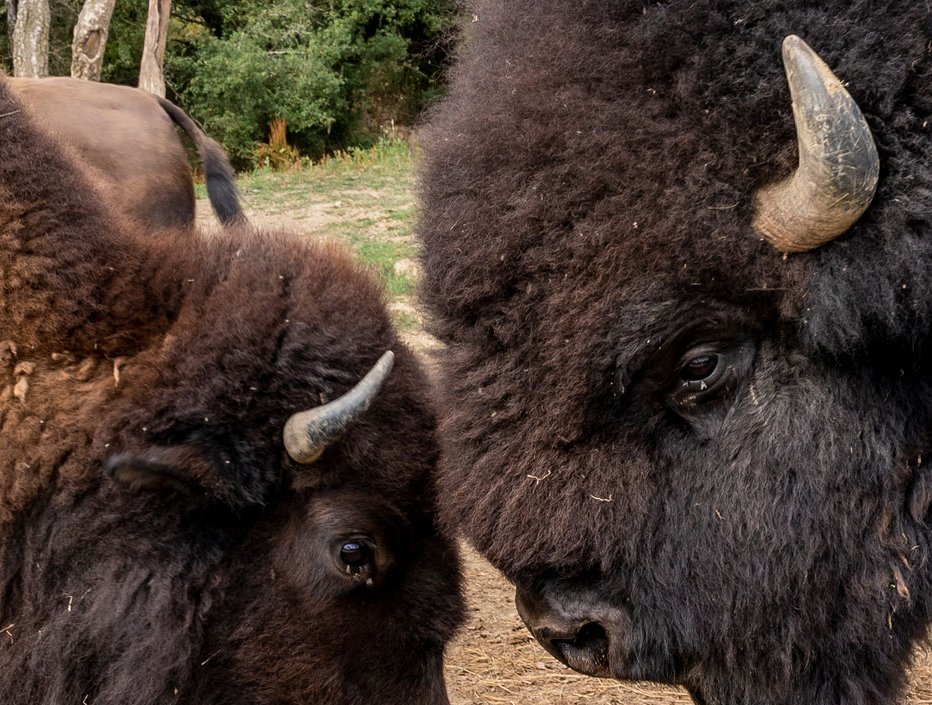 Bison