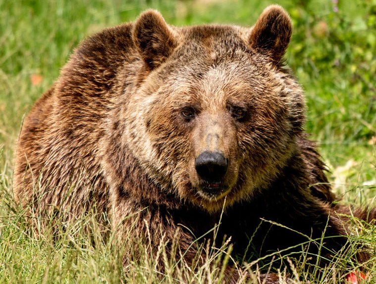 Braunbär