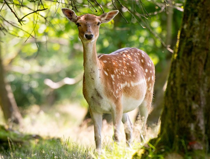 Damhirsch
