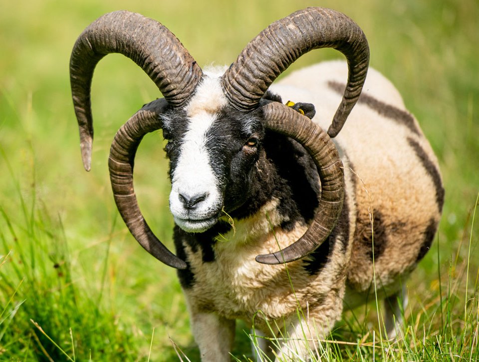 Jakobschaf