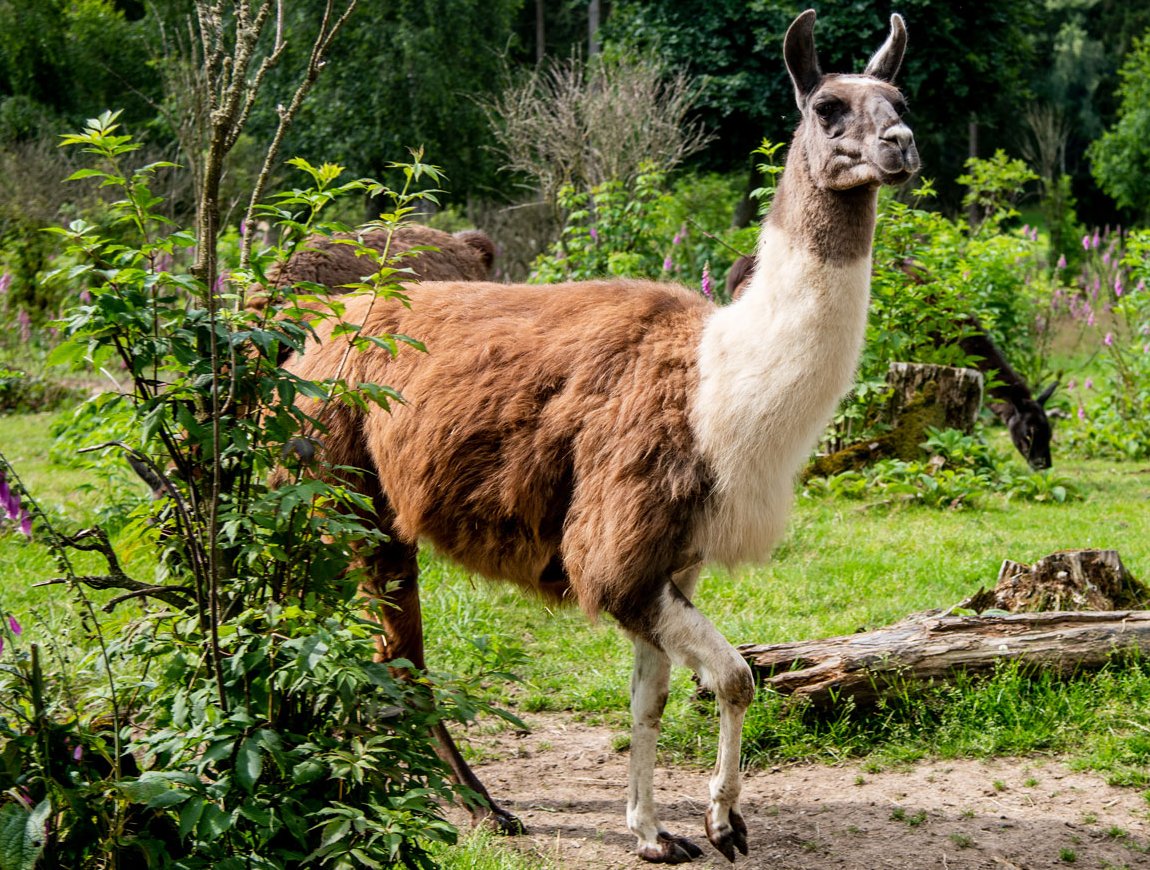 Lama